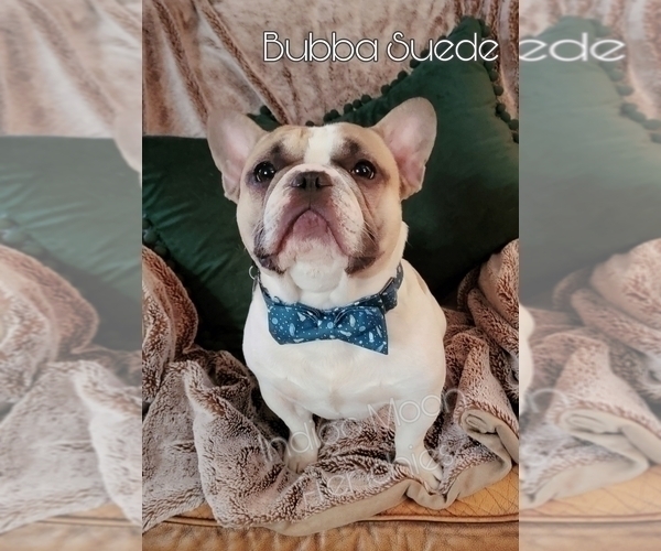 Medium Photo #1 French Bulldog Puppy For Sale in NOONDAY, TX, USA