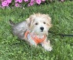 Small Photo #4 Morkie Puppy For Sale in ROCK STREAM, NY, USA