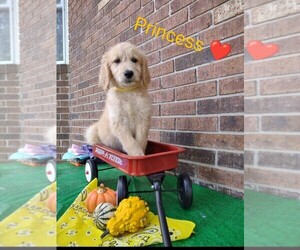 Goldendoodle Puppy for sale in MILLEN, GA, USA