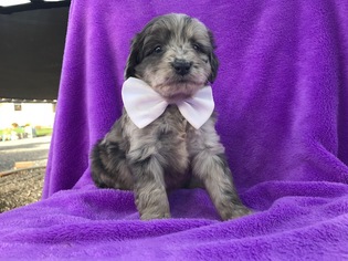 Aussiedoodle-Unknown Mix Puppy for sale in COLORA, MD, USA