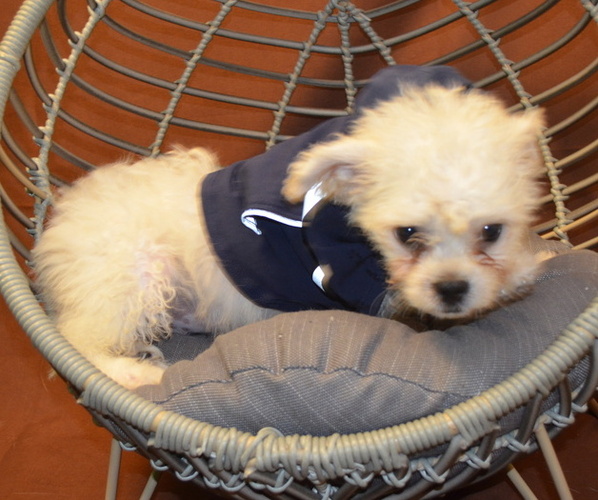 Medium Photo #3 Cavachon Puppy For Sale in PATERSON, NJ, USA