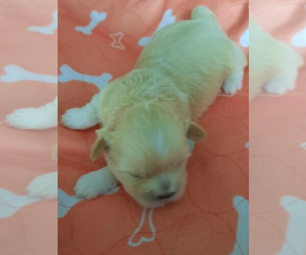 Medium Photo #1 Lhasa Apso Puppy For Sale in TARRYTOWN, NY, USA