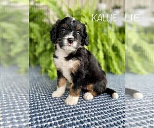 Miniature Bernedoodle Puppy for sale in SUGARCREEK, OH, USA