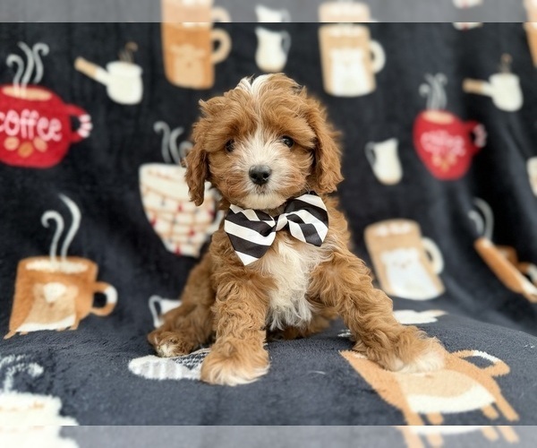 Medium Photo #4 Cavapoo (Miniature) Puppy For Sale in LAKELAND, FL, USA