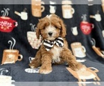 Small #3 Cavapoo (Miniature)