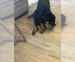 Small #38 Rottweiler