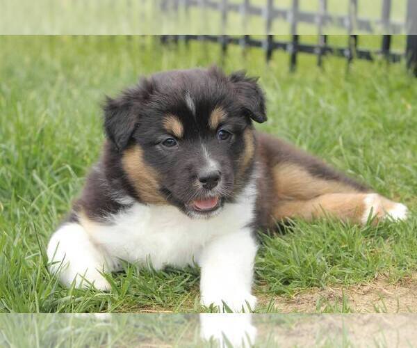 Medium Photo #10 Australian Shepherd Puppy For Sale in CARMEL, IN, USA