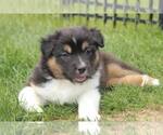 Small Photo #10 Australian Shepherd Puppy For Sale in CARMEL, IN, USA