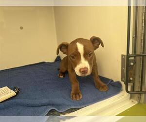 American Pit Bull Terrier Dogs for adoption in Pasadena, CA, USA