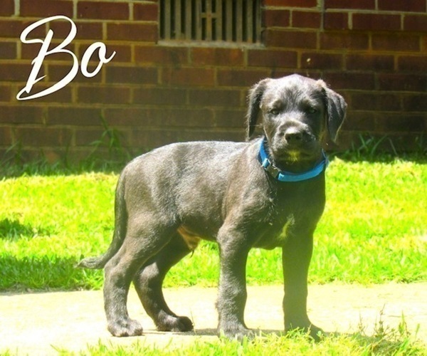 Medium Photo #2 Labradoodle Puppy For Sale in HOGANSVILLE, GA, USA