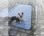Small #2 French Bulldog