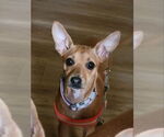 Small #2 Chihuahua Mix