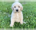 Small Photo #2 Labradoodle Puppy For Sale in CANON, GA, USA