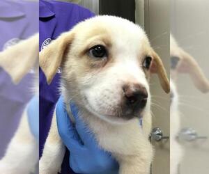 Labrador Retriever-Unknown Mix Dogs for adoption in Conroe, TX, USA