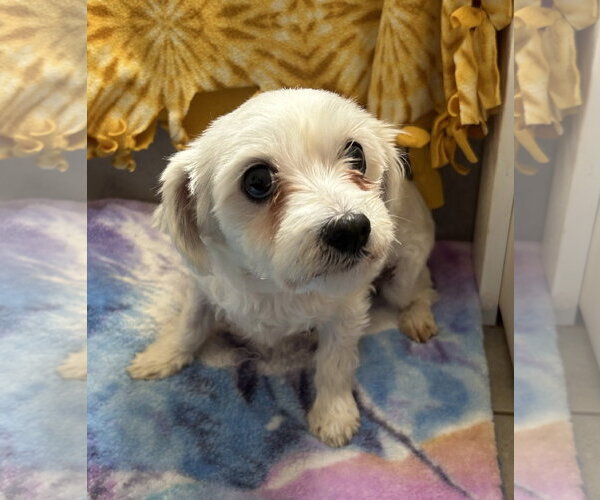 Medium Photo #2 Maltese-Unknown Mix Puppy For Sale in Pacolet, SC, USA