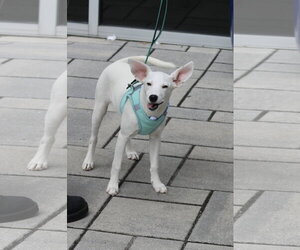 Lyra - special girl - Female Labrador Retriever-Unknown Mix Dog for Adoption - Photo #2