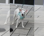 Small Photo #2 Labrador Retriever-Unknown Mix Puppy For Sale in Oakhurst, NJ, USA