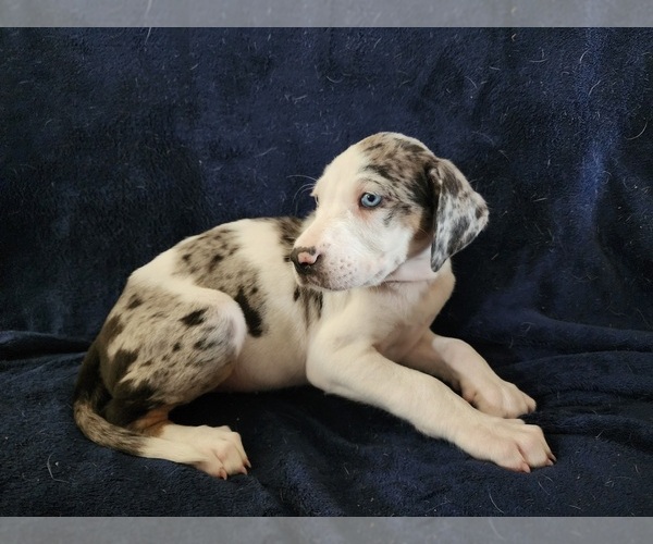 Medium Photo #9 Catahoula Leopard Dog Puppy For Sale in CUMBY, TX, USA