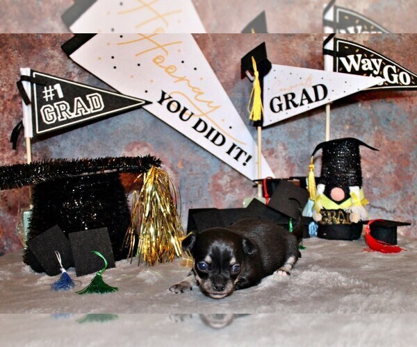 Medium Photo #3 Chihuahua Puppy For Sale in CHARLESTON, AR, USA