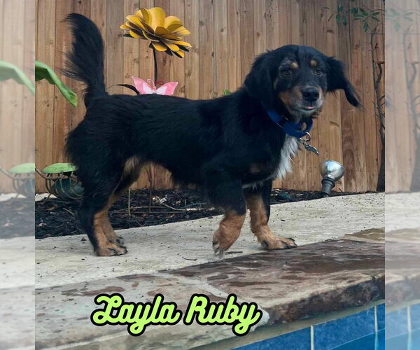 Medium Photo #17 Dachshund-Unknown Mix Puppy For Sale in San Antonio, TX, USA