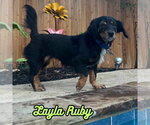 Small #16 Dachshund Mix