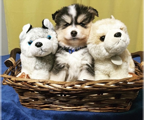 Medium Photo #1 Pomsky Puppy For Sale in ROSEBURG, OR, USA