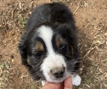 Small Photo #21 Australian Shepherd Puppy For Sale in LUBBOCK, TX, USA