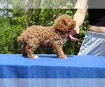 Small #30 Poodle (Toy)