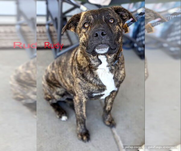 Medium Photo #4 American Pit Bull Terrier-Labrador Retriever Mix Puppy For Sale in White Bluff, TN, USA