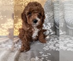 Small #3 Cavapoo