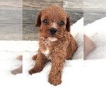 Puppy Puppy 2 Cavapoo