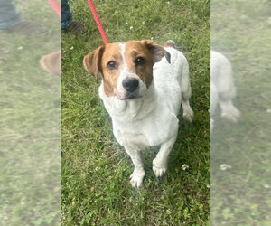 Jack Russell Terrier-Unknown Mix Dogs for adoption in Wetumpka, AL, USA