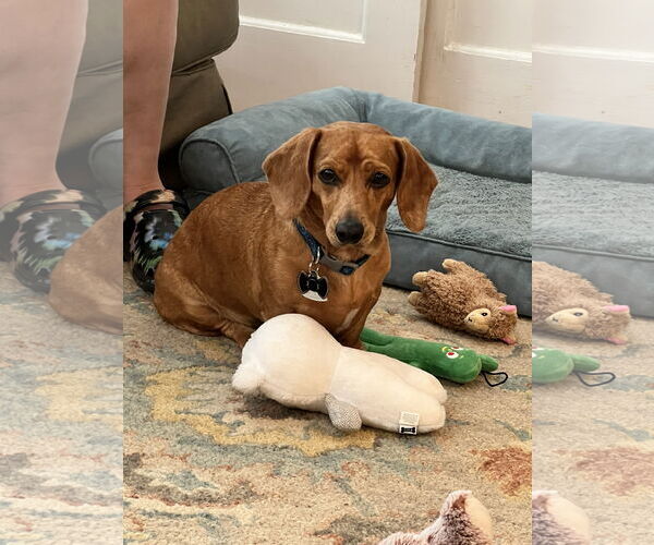 Medium Photo #7 Dachshund Puppy For Sale in Forest, VA, USA