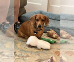 Small #6 Dachshund