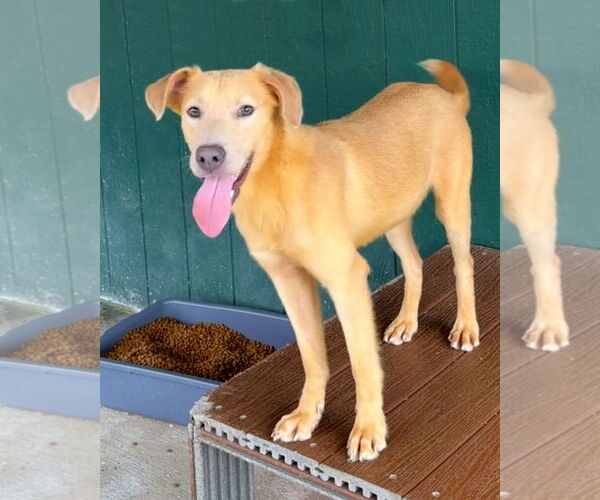 Medium Photo #2 Golden Labrador Puppy For Sale in Green Forest, AR, USA