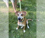 Small #1 Feist Terrier Mix