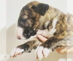 Small Photo #14 Bull Terrier Puppy For Sale in BUCKLIN, KS, USA