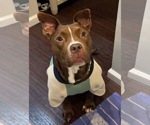 Mutt Dogs for adoption in Spring Lake, NJ, USA