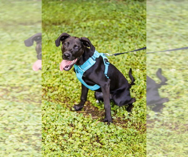 Medium Photo #4 Labrador Retriever-Unknown Mix Puppy For Sale in Raleigh, NC, USA