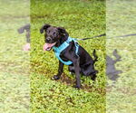 Small #3 Labrador Retriever Mix