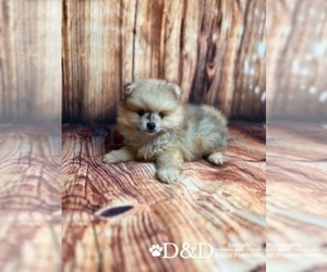 Pomeranian Puppy for sale in RIPLEY, MS, USA