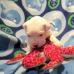 Small Photo #248 Dogo Argentino Puppy For Sale in PINEVILLE, MO, USA