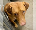 LUCKY - Male Redbone Coonhound-Unknown Mix Dog for Adoption - Small photo