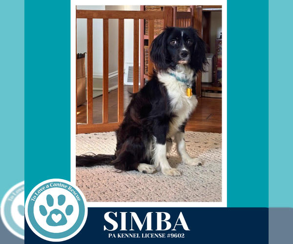 Medium Photo #6 Australian Shepherd-Colonial Cocker Spaniel Mix Puppy For Sale in Kimberton, PA, USA