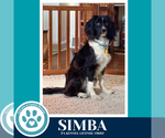 Small #5 Australian Shepherd-Colonial Cocker Spaniel Mix