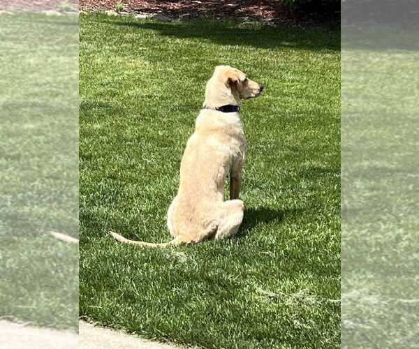 Medium Photo #8 Labrador Retriever-Unknown Mix Puppy For Sale in Mundelein, IL, USA
