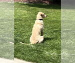 Small #7 Labrador Retriever Mix