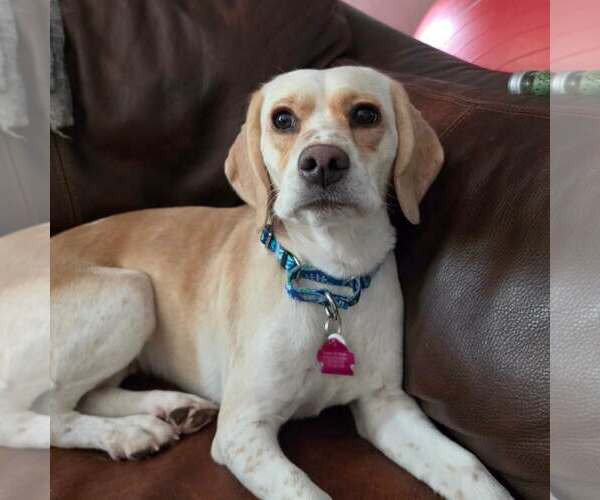Medium Photo #2 Beagle Puppy For Sale in Las Vegas, NV, USA