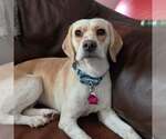Small #1 Beagle
