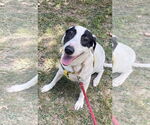 Small #6 Labrador Retriever Mix